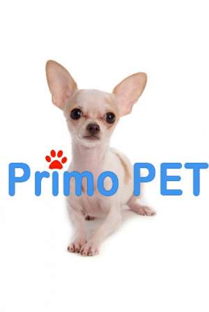 Catei Yorkshire Terrier Toy,  Bichoni,  Shih Tzu de Vanzare