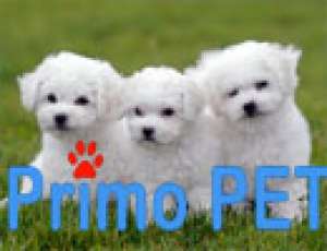Catei Yorkshire Terrier Toy,  Bichoni,  Shih Tzu de Vanzare