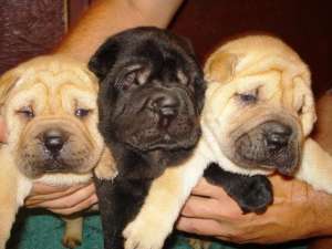 Golden Retriver Labrador shihtzu