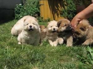 Golden Retriver Labrador shihtzu
