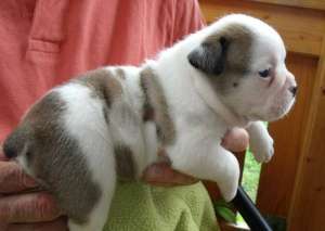 Golden Retriver Labrador shihtzu