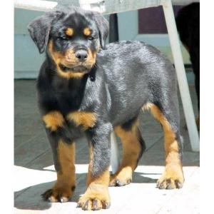 Vand pui Rottwaeiler cu toate vaccinurile facute