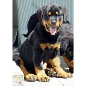 Vand pui Rottwaeiler cu toate vaccinurile facute