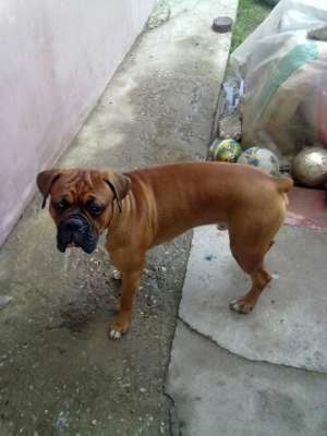 BOXER CAUT FEMELA PT IMPERECHERE