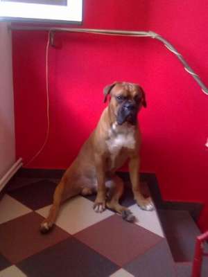 BOXER CAUT FEMELA PT IMPERECHERE