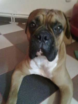 BOXER CAUT FEMELA PT IMPERECHERE