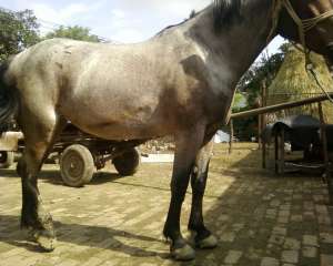 vand cal