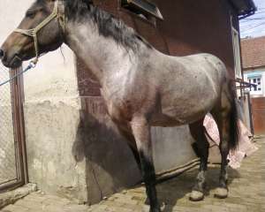vand cal