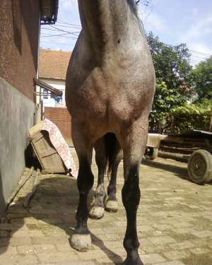 vand cal