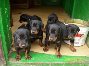vand catei dobermann