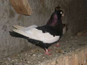 Vanzari porumbei baltati