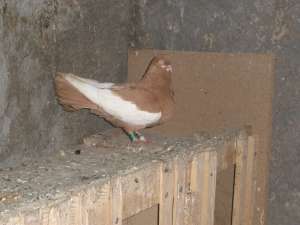 Vanzari porumbei baltati