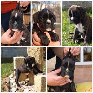 VAND PUI BOXER CU PEDIGREE DE EXCEPTIE