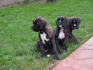 VAND PUI BOXER CU PEDIGREE DE EXCEPTIE
