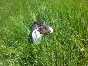 Vand Mascul Bull Terrier