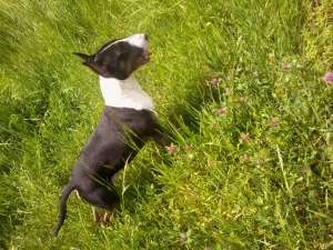 Vand Mascul Bull Terrier
