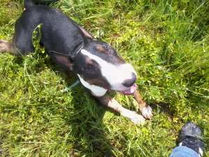 Vand Mascul Bull Terrier
