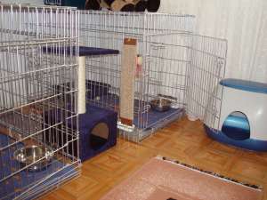 Pensiunea Canina Si Felina Kris