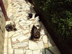 Pensiunea Canina Si Felina Kris