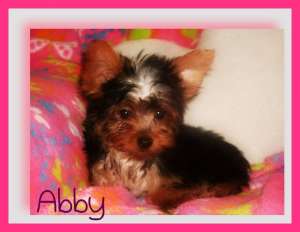 Teacup Steph Jucaus noastre de femeie yorkie