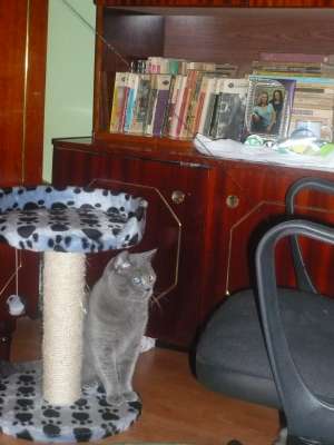 motan british shorthair