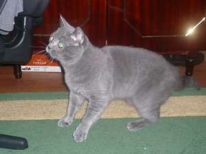 motan british shorthair