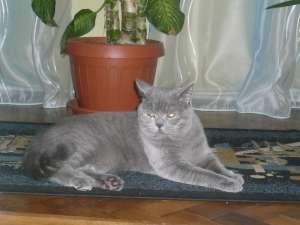 motan british shorthair