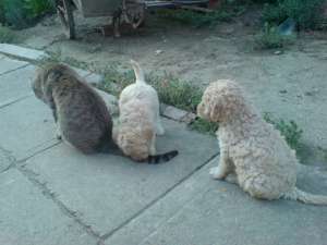 Vand catei pudel/caniche