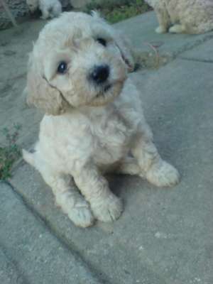 Vand catei pudel/caniche