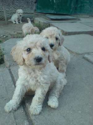 Vand catei pudel/caniche