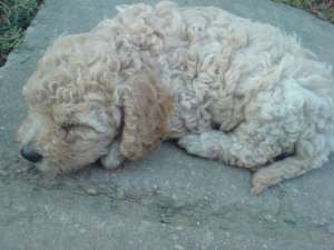 Vand catei pudel/caniche