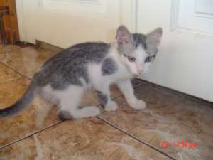 pisoi jucausi