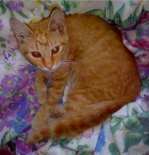 Motanel portocaliu superb spre adoptie [Iasi]