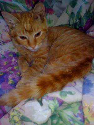 Motanel portocaliu superb spre adoptie [Iasi]