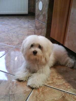 Ofer pentru monta bichon maltez mascul