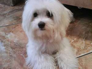Ofer pentru monta bichon maltez mascul
