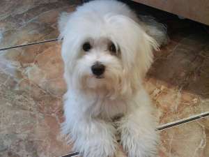 Ofer pentru monta bichon maltez mascul