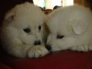 Vand pui Samoyed