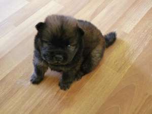 Vadn pui chow chow