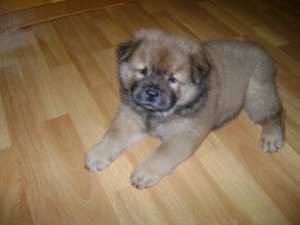 Vadn pui chow chow