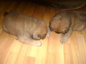 Vadn pui chow chow