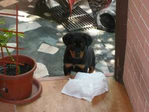 Vand rottweiler