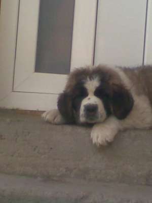 catei saint bernard superbi de vanzare