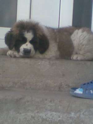 catei saint bernard superbi de vanzare