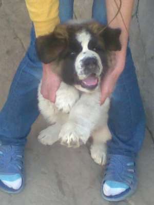 catei saint bernard superbi de vanzare