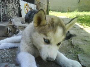 vand pui husky 10 saptamani