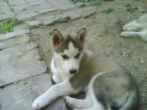 vand pui husky 10 saptamani