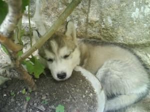 vand pui husky 10 saptamani