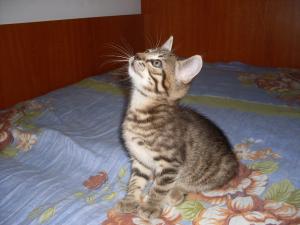 Ofer spre adoptie 2 pisicute fata si baiat