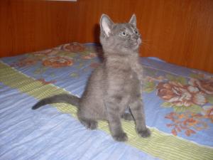 Ofer spre adoptie 2 pisicute fata si baiat